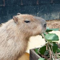 カピmama (@capybara_bmi25) 's Twitter Profile