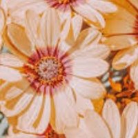 X Diksha (@diksha_1shar) 's Twitter Profile