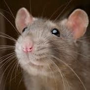 Fio_ratón🐭さんのプロフィール画像