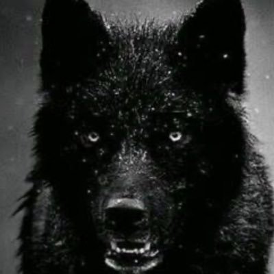 Macaraca55's profile picture. Anti tyrants and  anti mandates!