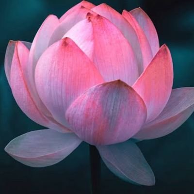 ROHIT83536954's profile picture. https://t.co/O0Tr93Su3y