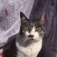 たかとし (@nikkotakatoshi) 's Twitter Profile Photo