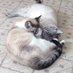 Harry, Elvis & Fred (@harryandelvisc) Twitter profile photo Harry, Elvis & Fred (@harryandelvisc) Twitter profile photo