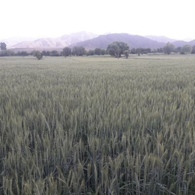 ToorieAbbas's profile picture. Humanist||Social Activist||Political Activist||Geologist||