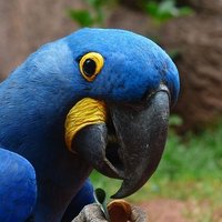 The babbly parrot (@babblyparrot) 's Twitter Profile