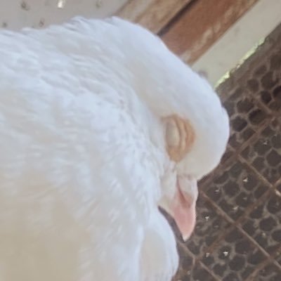 quest10n___'s profile picture. DI ⅣD｜ 元MKP 💄2024 leader 🔅🧱｜🐶❤️&🐺💙｜🥼💙🎓🧪&🥼💖👁️🧫｜🚪（@Notfound_4O4）