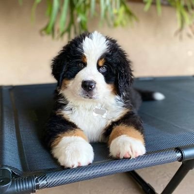 She|20+|Aro-Ace🏳️🌈|POI(very little now)|🧸👮|DW|GO|DTMS-family(mainly)|CM|call me 数羊/cc