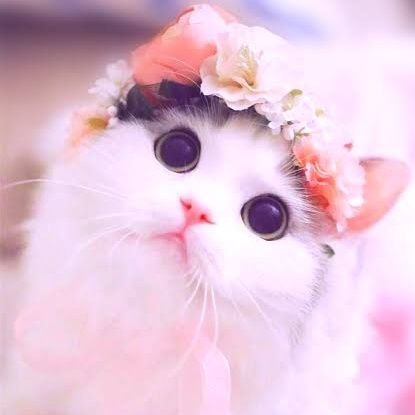 its_me_shalu Profile Picture