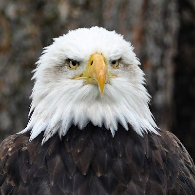 CyberPatriot4's profile picture. 