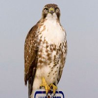 Winston Ajce (@ajcewinston) 's Twitter Profile
