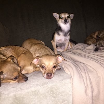 Chihuahua lover. Adopter of senior dogs.  My kids include, Bear, Bunny, Penny, Paco, Blazer, Charlie, Stewie, and Baby Cakes.