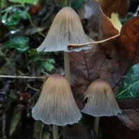 Imperial College London Fungal Science Network(@ImperialFungal) 's Twitter Profile Photo