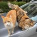 cats_I_pet (@catsipet1) Twitter profile photo cats_I_pet (@catsipet1) Twitter profile photo