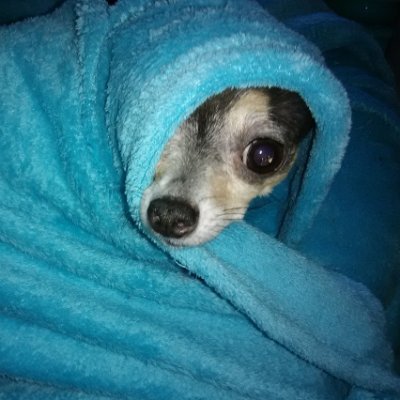 ShanFrase's profile picture. Child of God ✝️
Introvert 😊
Animal lover 😻
Paraplegic 💓
AuDHD 🧩
Holistic wellness🌱
