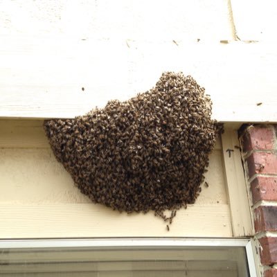 I enjoy taking care of my “bee babies” that have all been rescued from swarms, bee trees or structures.