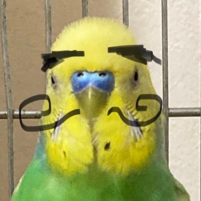 インコ＆家族の面白言動の備忘録 。 ラム🌈、ザビエル(ハゲインコ♂）、うる(孤高の美荒鳥)♀、コロ(心優しい羽衣王子♂)、虎太郎(末っ子羽衣)♂🦜 #次女物語 #長女物語 #旦那物語 #長男物語……など面白出来事シリーズありww ピクミンブルームにハマり中w。@みーこで参加してます