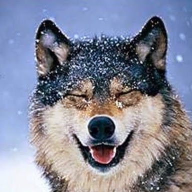 shadowbelle94's profile picture. she/her ~ i tweet for my target audience (me) ~ current hyper fixation: sxf, thg, & sotr spoilers