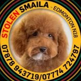 Stolen Smaila Poodle Edmonton N18