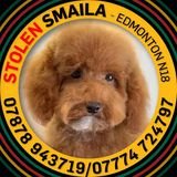 SMAILA was stolen from owner's van around 11.30am on 30 MARCH 2022 in Eley Rd, Holland Bazaar, London N18. Thieves were in Silver A Class Mercedes cloned plates