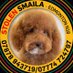 Stolen Smaila Poodle Edmonton N18 (@StolenSmaila) Twitter profile photo