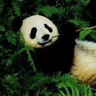 Panda obeso (@panda_obeso20) 's Twitter Profile