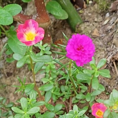 KalpanaThakuria's profile picture. If you love your self anything is possible 😌😌 The best way to successful love any is to love yourself first #loveyourself