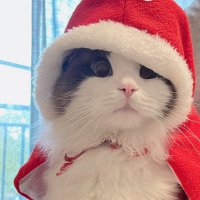 Yaang (@qyhssss) 's Twitter Profile Photo Yaang (@qyhssss) 's Twitter Profile Photo