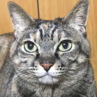 のぶのぶ (@ubonubon_777) 's Twitter Profile