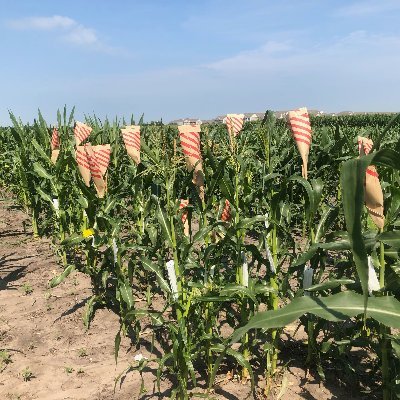 An acct to document some of the maize field life of Schnable Lab at ISU
Collaborations, sensors, imaging & barcodes. All of the barcodes

Acct managed by Lisa