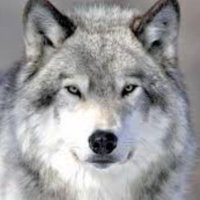 Abrahem Alshebli (@abrahemalshebli) 's Twitter Profile
