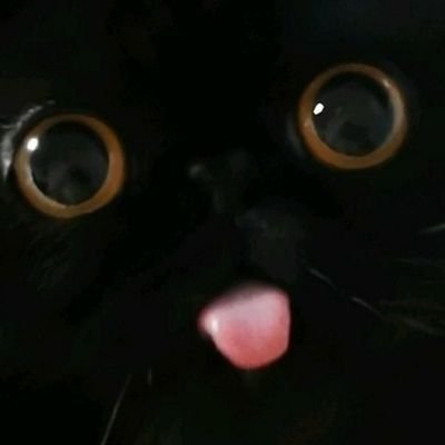 Just a Blep on your radarさんのプロフィール画像
