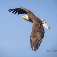 Tim Adams (@timadam75977474) 's Twitter Profile