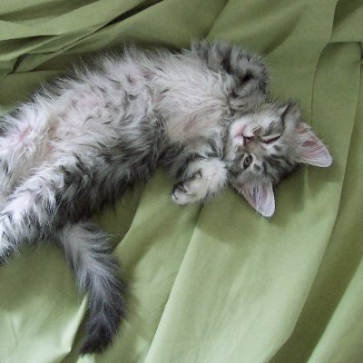 madkittycat's profile picture. I'm mad as hell and I'm mew mew meow mew meow.

I'm vegan and so should you.