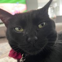 Amy(@ilovemycats90) 's Twitter Profile Photo