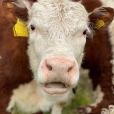 Rufus Farm located in South Wales. Pedigree Hereford cattle and Oxford Sandy & Black pigs. Run by an IT engineer, his 2 boys and a not so enthusiastic wife!