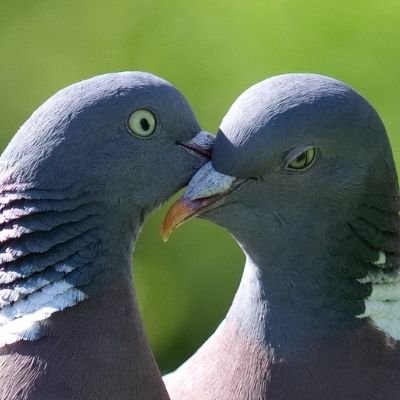 Son seres sintientes y cada vez más ayuntamientos prefieren los métodos éticos para su control ¡Luchemos por una España que respete a las palomas! #STOPMatanzas