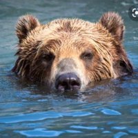 Mother Bear(@tallmotherbear) 's Twitter Profile Photo