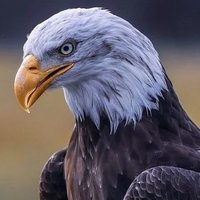 mikey6222 (@mikey6222) 's Twitter Profile