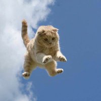 al (@rainforsummer) 's Twitter Profile