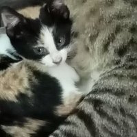 Hakima Alitouche (@alitouchehakima) 's Twitter Profile