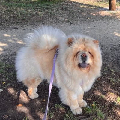 Another VC in the Bay Area with a fluffy chow chow pup.