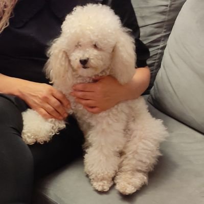 sanchezehijo's profile picture. Construyendo castillos en el aire.