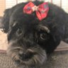 NDodson10's profile picture. Dad, grandpa, best wife in AZ. Homebuilder, Patriot, America first, Border wall, drill baby drill, Made in USA, Trump 2024!!! MAGA!!! Dog lover!
