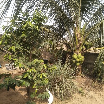 CAmarabem's profile picture. 