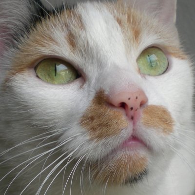 Im Team Faktencheck arbeiten Elfe Beinturm, Hanne Büchen, Manni Pulieren, Eli Minieren, Oli Garch, und Klaus Trophobie. Tiertrainer für Borderline Collie.