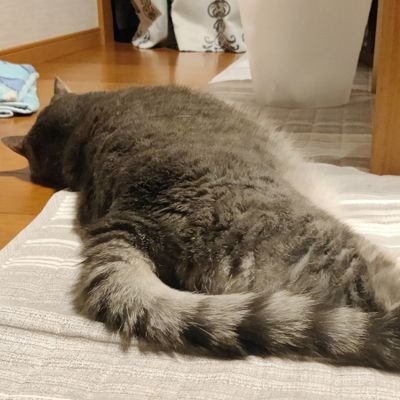 karcenciel0113's profile picture. 現在は大手家電メーカーでSEやってます。PHP Python js  使ってます