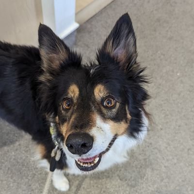 Tri Colour Border Collie. Looks after two humans. Loves hills. Loves Walks. Loves Water. Heavily influenced by treats. #BorderCollie