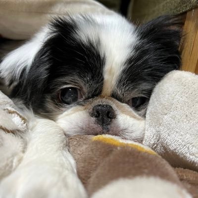 愛犬は狆のぴの🐶15歳のおばあちゃん犬🐶MISIA大好きが止まらない💕マスターレジェンド会員🥰お酒大好き😋アル中ではない😘無言フォロー歓迎❣️無言フォロー失礼します🙇‍♀️ポジティブツイート心掛けます🫡あまり絡まないかもしれないけれど、フォロワーさんのツイート見るの好き👍たまにハウスクリーニング