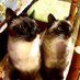 Mr.Blue Eye & Lady Safira (@mrblueeyecz) Twitter profile photo Mr.Blue Eye & Lady Safira (@mrblueeyecz) Twitter profile photo