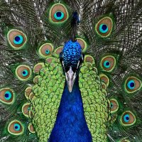 del (@ravendel187) 's Twitter Profile
